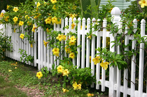 Vinyl Picket Fence and yellow flowers